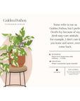 Houseplants and Their Fucked-Up Thoughts Book