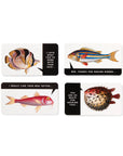 Judgy Fish Game